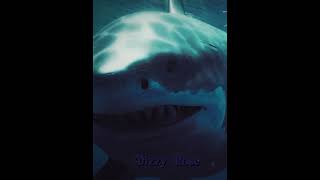 Otodus megalodon vs Mosasaurus 1v1 vs ocean mosasaurus megalodon dinosaur prehistoric shark [upl. by Hbahsur943]