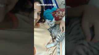 talkative cat shouting funny [upl. by Nosyt]