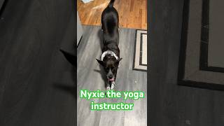 Nyxie the yoga dog [upl. by Gabi]