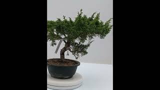 Juniperus itoigawa número 50537 [upl. by Irolav570]