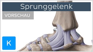 Sprunggelenk  Aufbau Bänder und Funktion Vorschau  Kenhub [upl. by Onaireves]