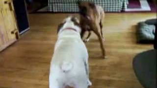 Boxer and Bulldog Playing [upl. by Wilcox]