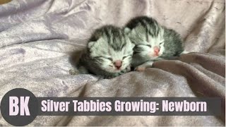 Cute Baby Silver Tabby British Shorthair Kittens [upl. by Schapira412]