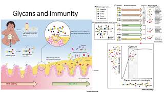 Glycans and Immunity Code 415 [upl. by Yddor]