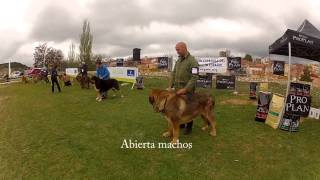 II Concurso Mastín Español en Las Majadas Cuenca [upl. by Leanor343]