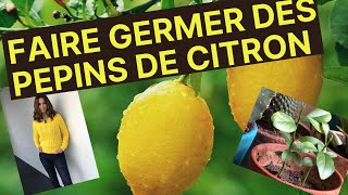 FAIRE GERMER DES PÉPINS DE CITRON [upl. by Wendell]