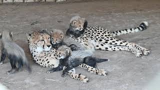 Four Cheetah Cubs Playing With Mom [upl. by Eita]