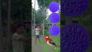 Biscuits Spining Wheels To Wood Pecker Cockatoo Weaver Peewit  Vfx Magic Video shorts trending [upl. by Jaynes]