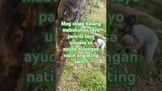 Buhay probinsya music coversongmagsipag [upl. by Robinia]