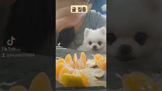 귤시즌이도라와땃 pomeranian 노령견 강아지일기 강아지일상 귀여운강아지 cute 반려견 강아지 puppy 모몽 [upl. by Berliner92]