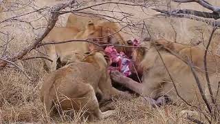 Lion VS Warthogs Lions Eat Warthogs Alive and Lions leave a Warthogs cub [upl. by Huntingdon]