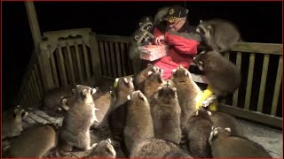 Mobbed by Raccoons 25 Tuesday Night 03 Nov 2020 [upl. by Nichols]