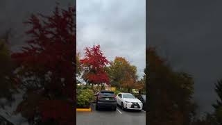 Autumn view in Richmond BC Canada [upl. by Leonore142]