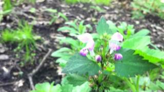 Striped  Spotted Deadnettle Lamium Maculatum Variegatum  20120512 [upl. by Bello]