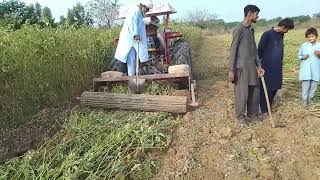 How to remove plants after harvesting eggplantبینگن کی فصل ختم ہونے کے بعد پودوں کو نکالنے کا طریقہ [upl. by Yelwah200]