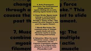 MECHANISM OF MUSCLE CONTRACTION musclecontraction mechanisms physiology PhysioBerry29 [upl. by Jilleen]