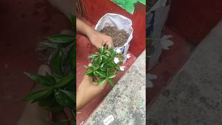 Mini Chandni flower plant  chandniflowers flowers shorts gardening gtgarden shortvideo short [upl. by Adore49]