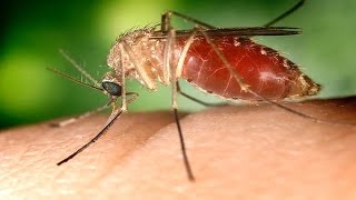 Schutz vor Zika Malaria und mehr [upl. by Doherty]