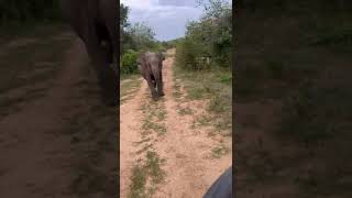 Elephant Charges Safari Jeep In Udawalawa National Park [upl. by Merriott]