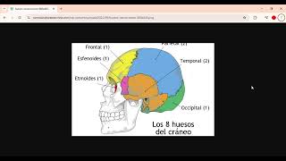 ANATOMIA HUMANA PARA PRINCIPIANTES HUESO DE CRANEO Y SU FUNCION 2024 10 29 anatomia greenscreen n [upl. by Bathesda]