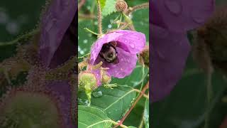 Bumblebees buzzing on Thimbleberries [upl. by Tarfe]