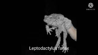 LEPTODACTYLUS FALLAX [upl. by Irene]