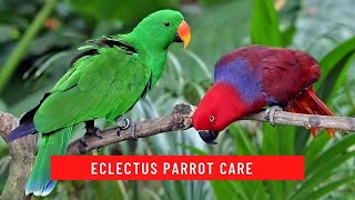 How to Care for an Eclectus Parrot updated 2021 [upl. by Lloyd]