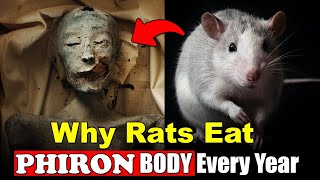 Why Rats Eat Firon Body Every Year  History of Pharaoh [upl. by Ilellan]