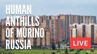 Human Anthills of MURINO North of St Petersburg Russia LIVE [upl. by Anelahs921]