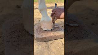 Cutting horses hoof and giving it a good finish 🫶🐎 horse hoofcare hoof [upl. by Whall]