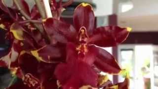 Orchid care Phalaenopsis alternative Colmanara Golden Red Star orchid on Vancouver Island [upl. by Hendrick]