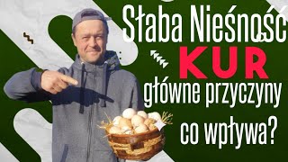 Słaba nieśność kur Jak sobie poradzić Co wpływa na nieśność [upl. by Akinimod499]