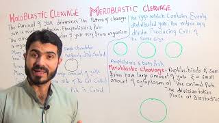 L3 Holoblastic and Meroblastic cleavage Animal pole and vegetal pole [upl. by Avra]