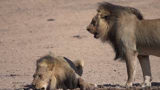 The Kgalagadi Kalahari Transfrontier Park is home to blackmaned lions [upl. by Charmian]