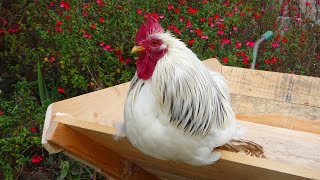 CochinPekin Chickens  Dark History Beautiful Birds La bella gallina cochinchina Poules Pékins [upl. by Naitsirc]