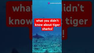 Amazing Animal Facts sharks tigersharks sharks [upl. by Lledrac]