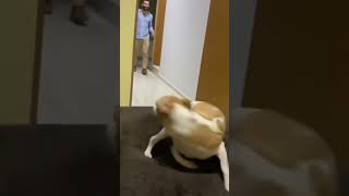 ❤️🥰😍 අනේ ඒ ආදරේ ගැනනම් කියන්න වචන නෑ මට 🥰😍❤️ pets doglover puppy sldogtalks cutedog love [upl. by Corinne]