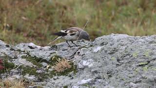 Niverolle alpine  Whitewinged Snowfinch Montifringilla nivalis [upl. by Dara]