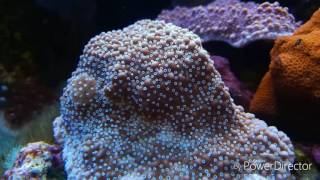 Montipora Reef tank Jewel vision 450 [upl. by Sherburne649]