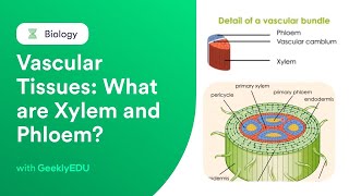 GeeklyHub Vascula Tissues in Plants  What are Xylem and Phloem Plant Anatomy [upl. by Anilak749]