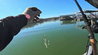 Lake Texoma THSBA Bass Fishing Tournament [upl. by Anier]