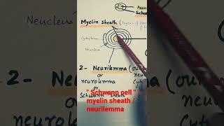 schwann cells  myelin sheath  neurilemma [upl. by Adyl278]