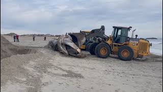 Adult Humpback Whale Washed Ashore in Westport MA [upl. by Lered]