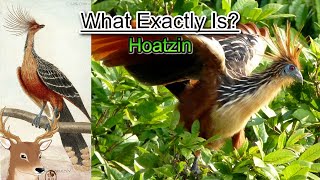 What Exactly is Hoatzin and Why is it Called the Flying Cow [upl. by Thistle287]