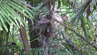 Study shows cuckoos evolve to look like their hosts—and form new species in the process [upl. by Landmeier]