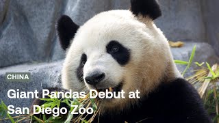 Giant pandas arrive at San Diego Zoo from China  Radio Free Asia RFA [upl. by Erdreid]