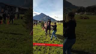 1 PS und Kommando im richtigen Moment holzrücken mit Pferden in Frutigen 🇨🇭 [upl. by Anirak433]