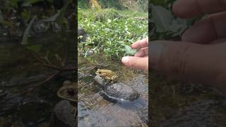 A smart frog running away from frog hunters funny catch cute frog 🐸 funny funnyvideo [upl. by Mccall]