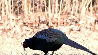 【野鳥】キジ 渡良瀬遊水地 Green Pheasant OMSYSTEM OMDS OM1 4K【birdwatching】 [upl. by Wyck]