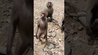 Hamadryas Baboon Clans Battle 🐵🐵🐒🐒 cutest2animal monkey Baboon baboons youtubeshort Hamadryas [upl. by Nayt332]